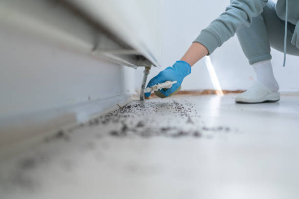 Best Termite Control Services  in Breckenridge, CO